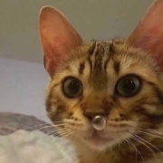 Андрей Ковалёв